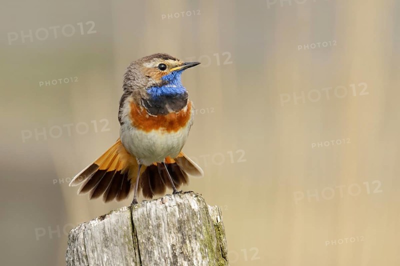 In full splendour... Bluethroat (Luscinia svecica), handsome male on a weathered fence post, tail feathers fanned out, Lower Rhine, North Rhine-Westphalia, Germany, Western Europe