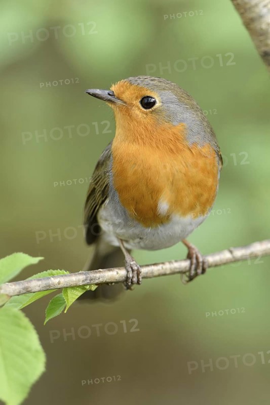 Fresh green and bright orange... Robin (Erithacus rubecula) sits on a branch in a tree among the fresh greenery in spring, sweet, often trusting, well-known songbird that is also frequently observed in parks and gardens, popular bird, Lower Rhine, North Rhine-Westphalia, Germany, Western Europe