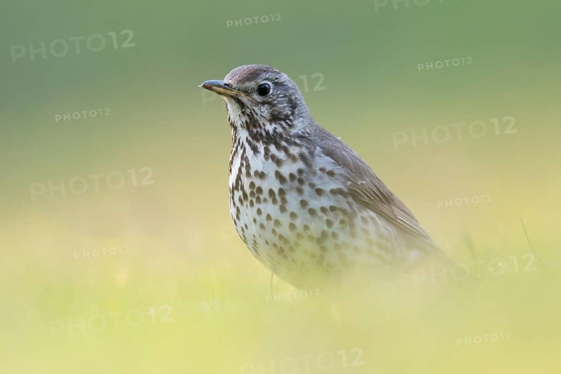 Song thrush (Turdus philomelos) in spring in breeding plumage, sitting low in the grass on the ground, shot at eye level, beautiful soft light, colourful yellow-green background, Lower Rhine, North Rhine-Westphalia, Germany, Western Europe