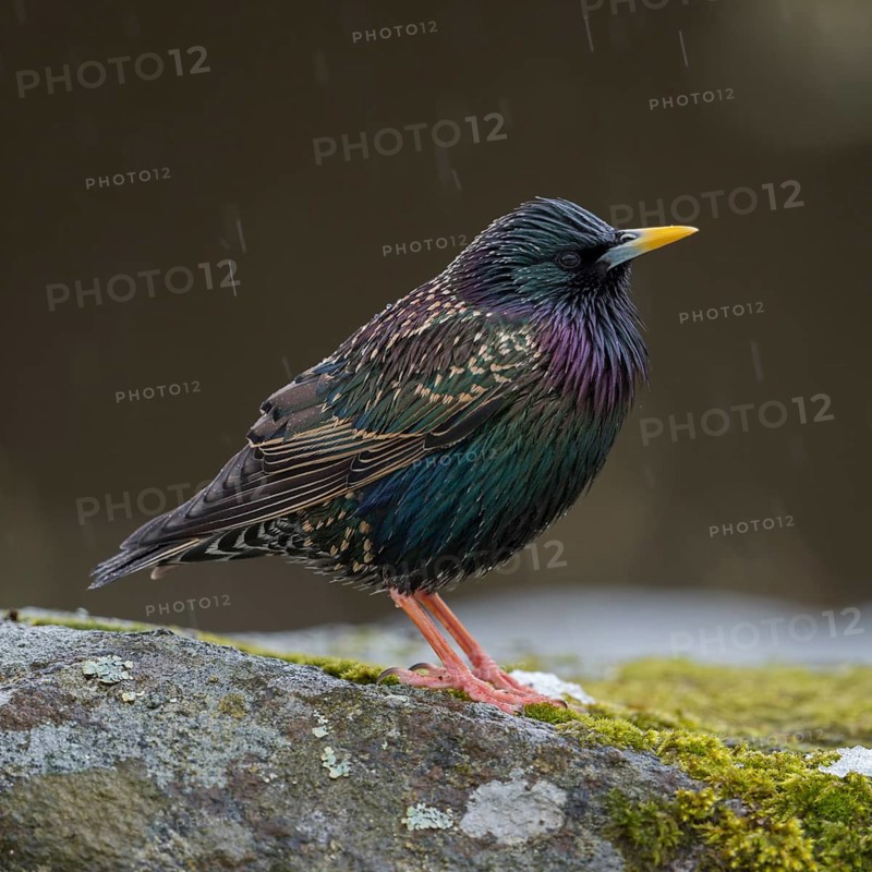 Starling (Sturnus vulgaris) in spring, adult bird in shiny metallic, colourful breeding plumage, bright yellow bill, standing on a stone in light rain, last remnants of snow, Lower Rhine, North Rhine-Westphalia, Germany, Western Europe
