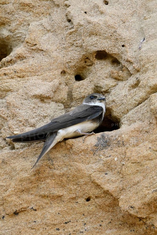 In the breeding wall... Sand martin (Riparia riparia) sitting at the entrance hole of its breeding tube in the steep wall of a sand pit, Lower Rhine, North Rhine-Westphalia, Germany, Western Europe