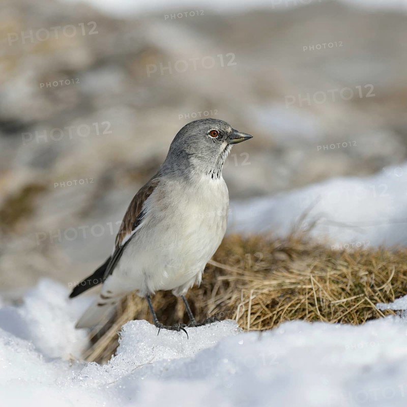 Snow sparrow (Montifringilla nivalis) in typical habitat, high mountains, during snowmelt in spring, wildlife, Valais, Swiss Alps, Switzerland, Western Europe