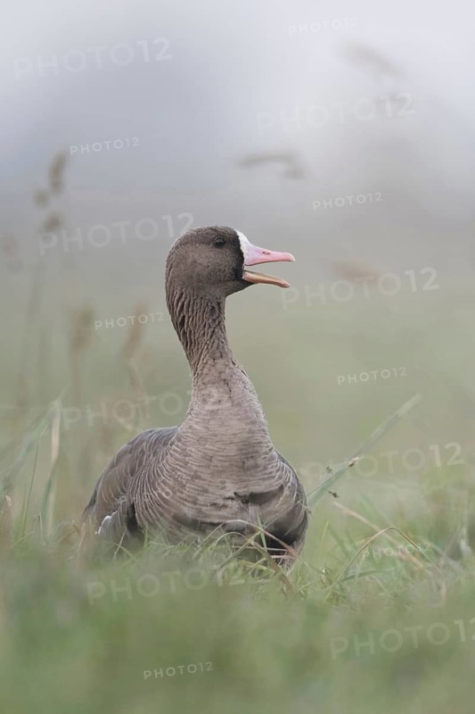 White-fronted goose (Anser albifrons), adult wild goose, rests, sits in a high meadow, calls, communicates with conspecifics, Nordic wild geese overwinter in large numbers, often in large flocks on the coasts of the North Sea and Baltic Sea and inland in Western Europe, Bislicher Insel, Wesel district, Lower Rhine, North Rhine-Westphalia, Germany, Western Europe