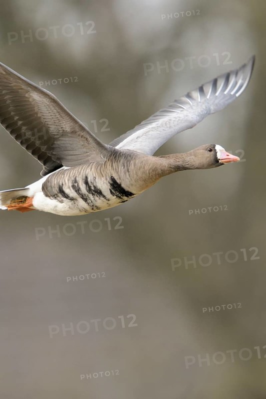Grey winter time... White-fronted goose (Anser albifrons) on the Lower Rhine, wintering in Germany, arctic wild goose in flight, detailed close-up, native birdlife, wildlife, nature, North Rhine-Westphalia, Germany, Western Europe