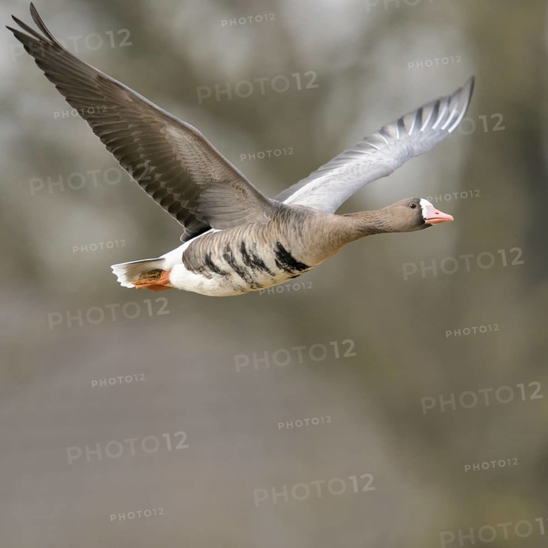 Grey winter time... White-fronted goose (Anser albifrons) on the Lower Rhine, wintering in Germany, arctic wild goose in flight, detailed close-up, native birdlife, wildlife, nature, North Rhine-Westphalia, Germany, Western Europe