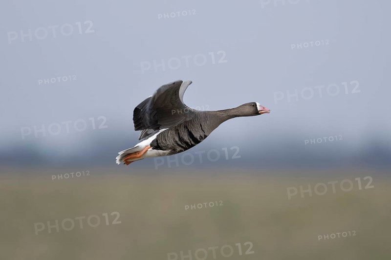 Soft colours... White-fronted goose (Anser albifrons), northern wild goose in flight, in the most beautiful light on the Lower Rhine, wide meadows, pastures and blue sky provide a beautiful soft background, particularly detailed, clear shot, Lower Rhine, Rhineland, North Rhine-Westphalia, Germany, Western Europe