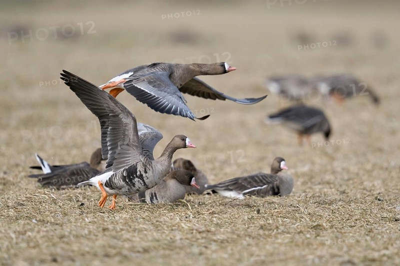 With a run-up... White-fronted geese (Anser albifrons), northern wild geese, wintering on the Lower Rhine, flying up from a field, other geese grazing and resting in the background, numerous arctic wild geese wintering on the coasts of the North Sea and Baltic Sea as well as inland in Western Europe, Lower Rhine, Rhineland, Wesel district, North Rhine-Westphalia, Germany, Western Europe