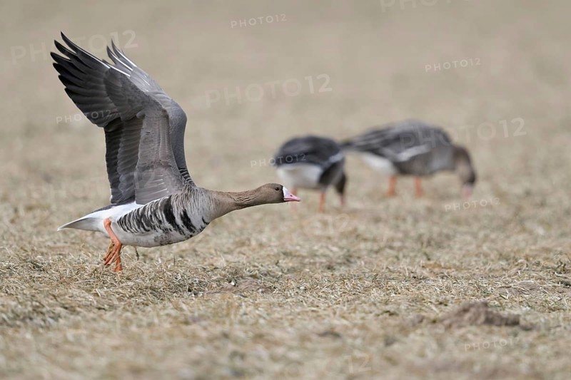 With a run-up... White-fronted goose (Anser albifrons), northern wild goose, wintering on the Lower Rhine, Germany takes off with a run-up for departure, numerous arctic wild geese winter on the coasts of the North Sea and Baltic Sea as well as inland in Western Europe, Lower Rhine, Rhineland, North Rhine-Westphalia, Germany, Western Europe