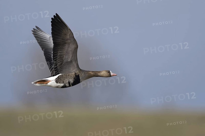 In flight... White-fronted Goose (Anser albifrons), arctic wild goose flies over meadows and dikes in its wintering area on the Lower Rhine, migratory bird, breeding areas are in the far north, north-east, soft light, soft, beautiful colours, very detailed image, Lower Rhine, North Rhine-Westphalia, Germany, Western Europe