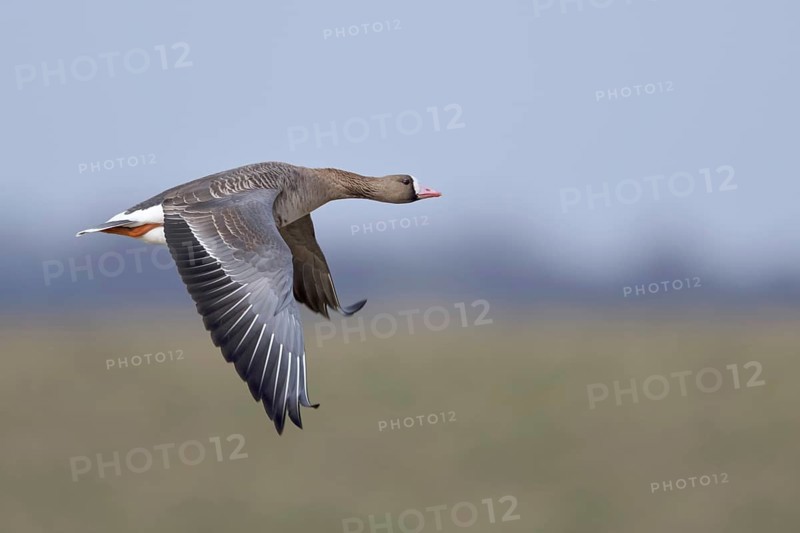 In the air... White-fronted goose (Anser albifrons), wild goose in flight over meadows and dykes in its wintering area on the Lower Rhine, typical goose, migratory bird, breeding areas are in the far north, north-east, Lower Rhine, North Rhine-Westphalia, Germany, Western Europe