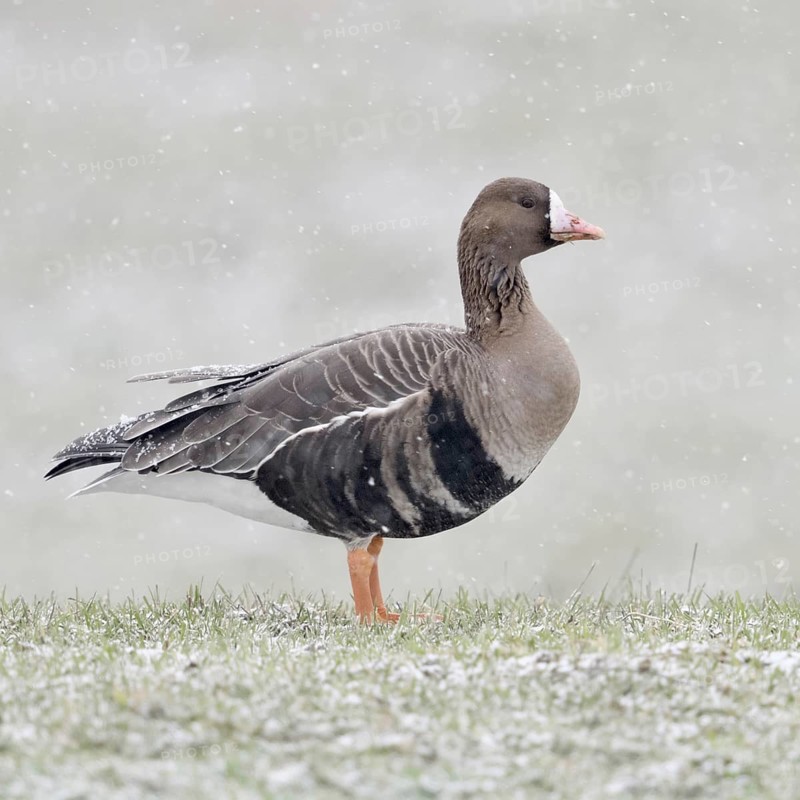 White-fronted goose (Anser albifrons) in winter, during heavy snowfall on the Lower Rhine, northern winter visitor, standing free on a snow-covered meadow, native wildlife, wildlife, Lower Rhine, North Rhine-Westphalia, Germany, Western Europe