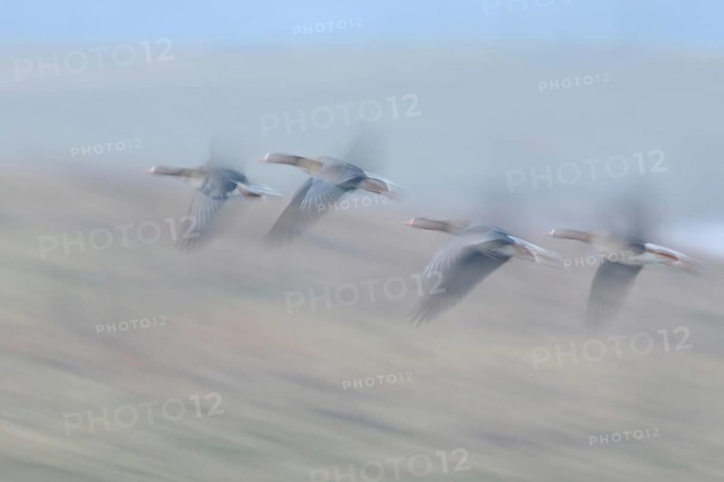 Fugitive... White-fronted geese (Anser albifrons), arctic wild geese in fast flight on the Lower Rhine, wintering guests, native wildlife, wildlife, Germany, dynamically migrating, bright soft image, Wesel district, North Rhine-Westphalia, Rhineland, Germany