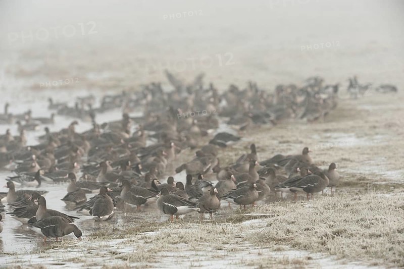 The great awakening... White-fronted geese (Anser albifrons), wild geese at the edge of their roosting water on a frozen meadow early in the morning on a cold cloudy winter day on the Lower Rhine, Lower Rhine, North Rhine-Westphalia, Germany, Western Europe