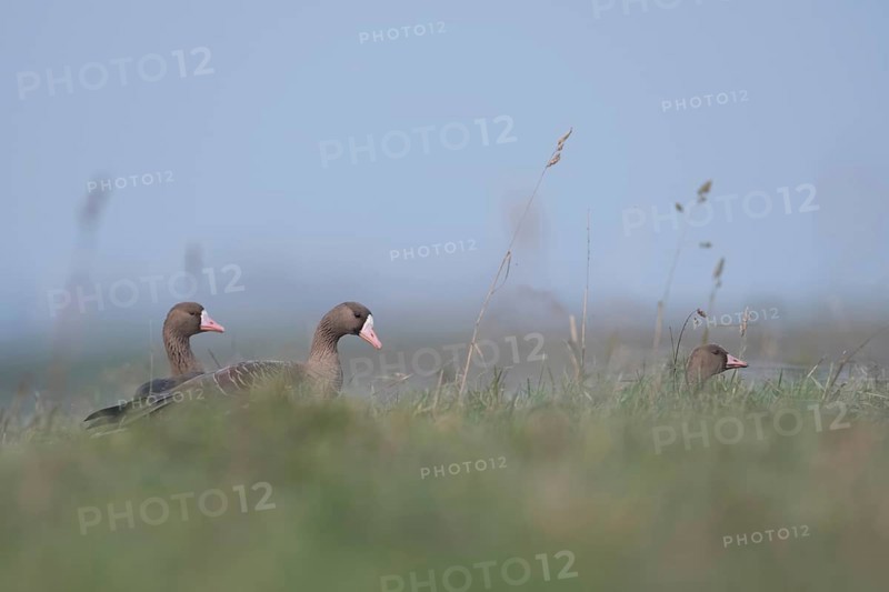 On the meadows and fields of the Lower Rhine... White-fronted geese (Anser albifrons), wild geese, small group, probably a family, couple with this year's offspring, wildlife, Bislicher Insel, Wesel district, Lower Rhine, North Rhine-Westphalia, Germany, Western Europe