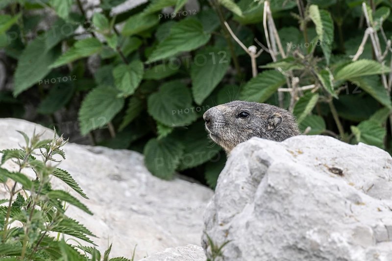 Marmot (Marmota marmota), Monte Baldo, Italy