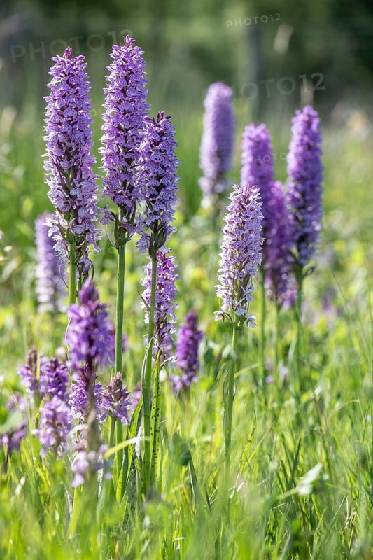Southern marsh orchid (Dactylorhiza maculata), Emsland, Lower Saxony, Germany