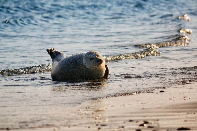 Harbour seal (Phoca vitulina) lying on the beach, Wildlife, Insel Düne, Helgoland, Schleswig-Holstein, Germany