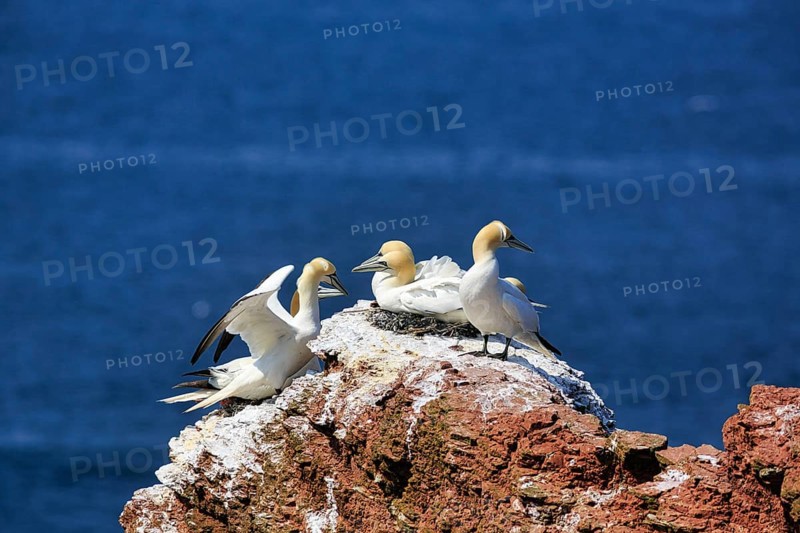 Northern gannet (Morus bassanus) on bird cliffs, steep coast, Heligoland Island, Schleswig-Holstein, Germany
