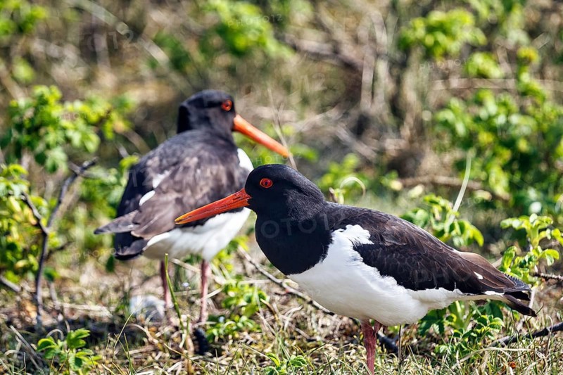 Two oystercatchers (Haematopus ostralegus), mating behaviour, Insel Düne, Heligoland, Schleswig-Holstein, Germany