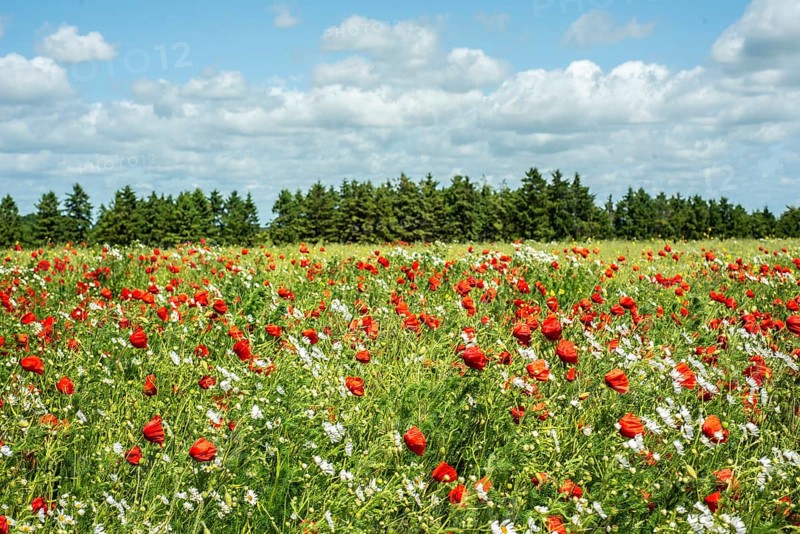 Meadow with Mayweed (Matricaria inodora) and Poppy (Papaver rhoeas) in Ystad, Skåne county, Sweden, Scandinavia