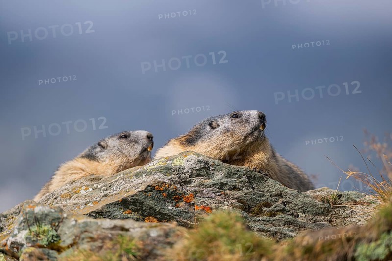 Alpine marmot (Marmota marmota) in autumn, Grossglockner, High Tauern National Park, Austria