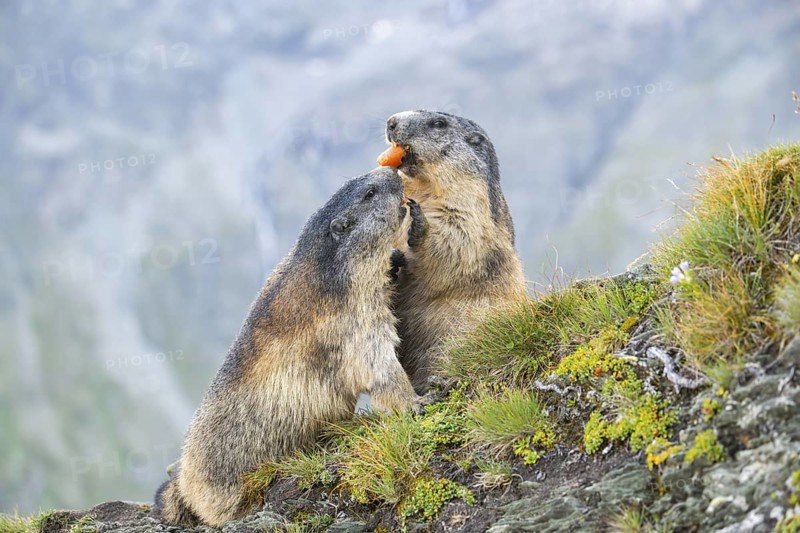 Alpine marmot (Marmota marmota) in autumn, Grossglockner, High Tauern National Park, Austria