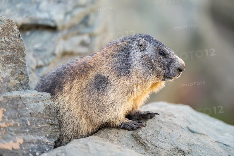 Alpine marmot (Marmota marmota) in autumn, Grossglockner, High Tauern National Park, Austria