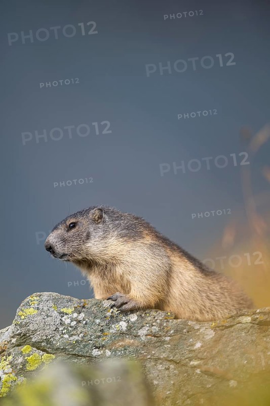 Alpine marmot (Marmota marmota) in autumn, Grossglockner, High Tauern National Park, Austria