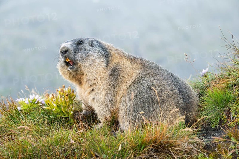 Alpine marmot (Marmota marmota) in autumn, Grossglockner, High Tauern National Park, Austria