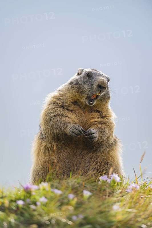 Alpine marmot (Marmota marmota) in autumn, Grossglockner, High Tauern National Park, Austria