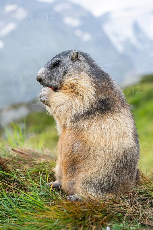 Alpine marmot (Marmota marmota) in autumn, Grossglockner, High Tauern National Park, Austria