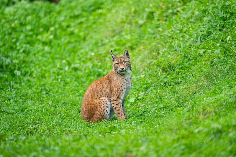 Eurasian lynx (Lynx lynx) youngster on a meadow, Bavaria, Germany