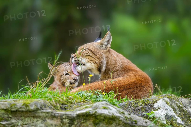 Eurasian lynx (Lynx lynx) mother with her youngster, Austria