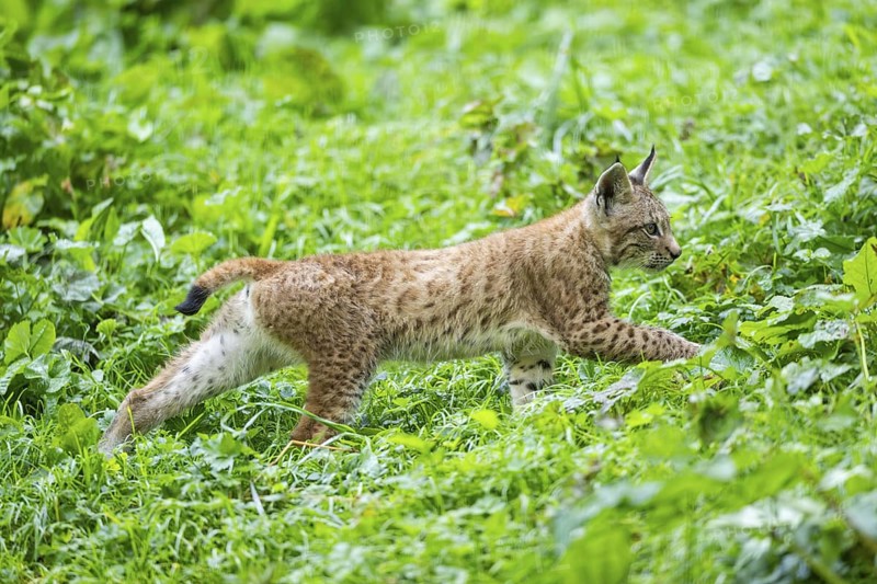 Eurasian lynx (Lynx lynx) youngster on a meadow, Bavaria, Germany