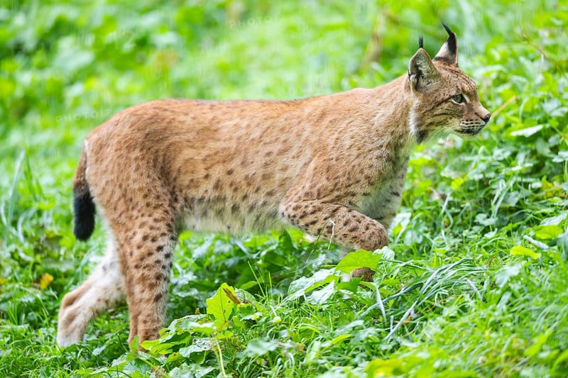 Eurasian lynx (Lynx lynx) on a meadow, Austria