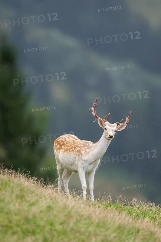 European fallow deer (Dama dama) stag on a meadow, tirol, Kitzbühel, Wildpark Aurach, Austria