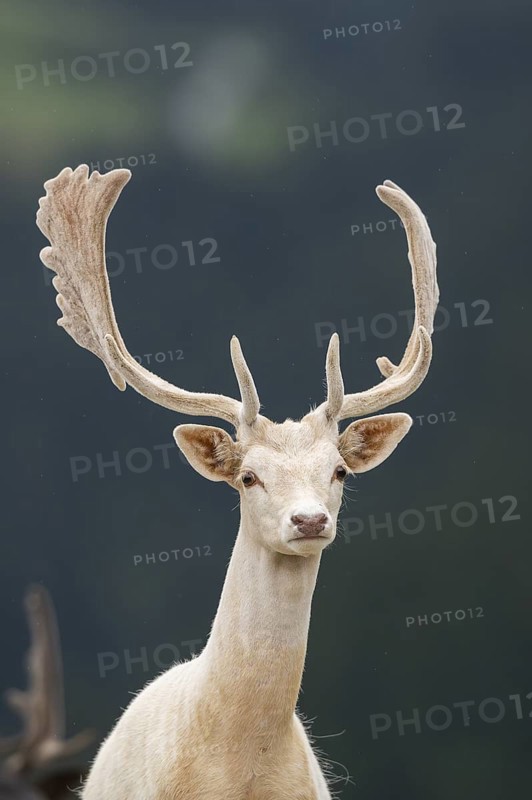 European fallow deer (Dama dama) stag, portrait, tirol, Kitzbühel, Wildpark Aurach, Austria