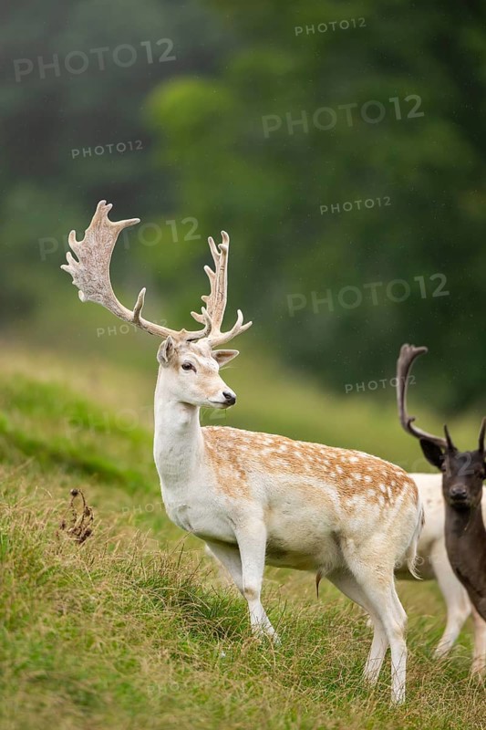 European fallow deer (Dama dama) stags on a meadow, tirol, Kitzbühel, Wildpark Aurach, Austria