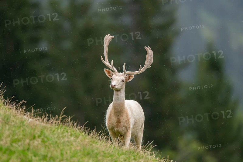 European fallow deer (Dama dama) stag on a meadow, tirol, Kitzbühel, Wildpark Aurach, Austria