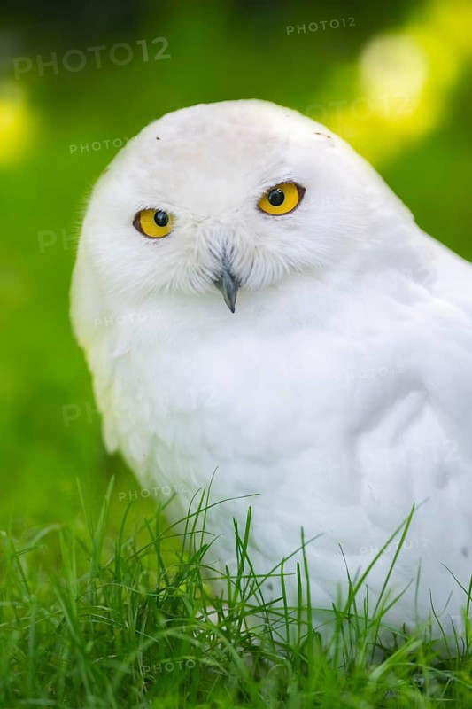Snowy owl (Bubo scandiacus) sitting on the ground, Bavaria, Germany