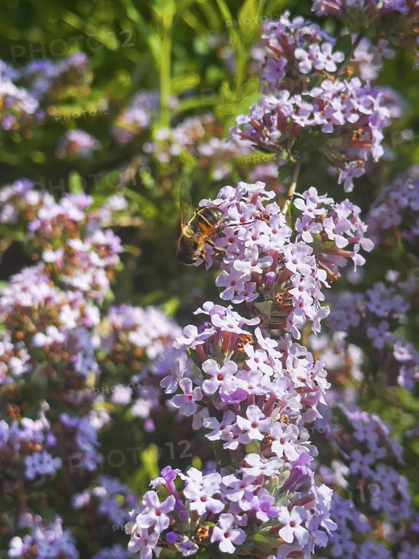 Narrow-leaved summer lilac, narrow-leaved butterfly bush (Buddleja alternifolia), drone sitting on flower
