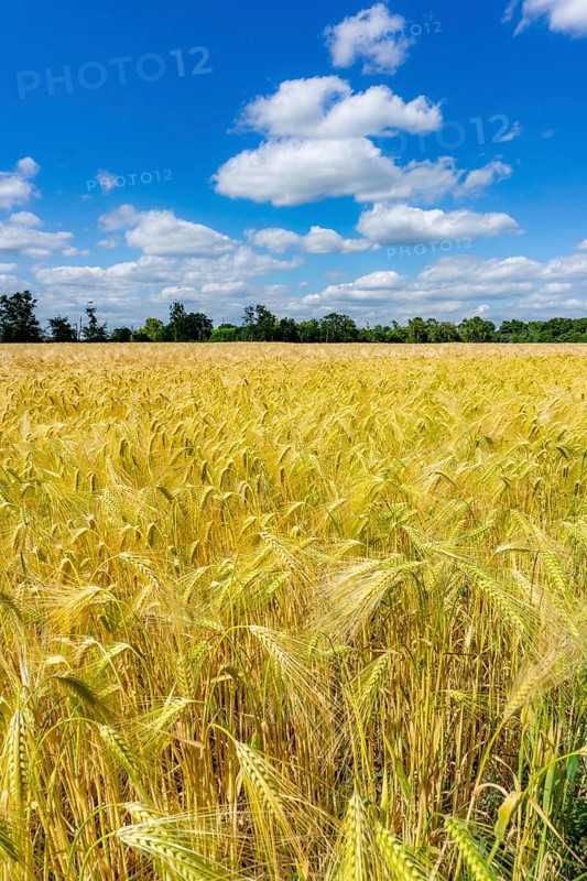 Grain field, in front of harvest, barley, near Bottrop-Kirchhellen, North Rhine-Westphalia, Germany