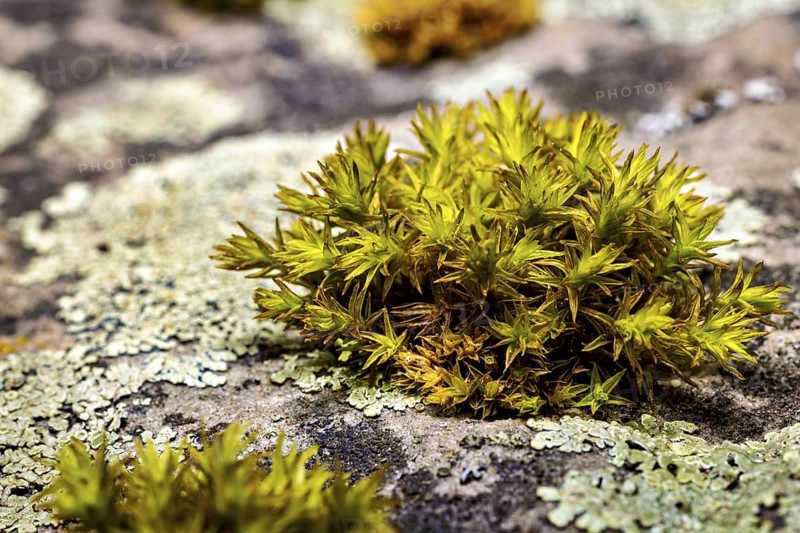 Green moss on a stony surface, surrounded by lichen, in a tranquil nature photograph, The deciduous moss (Niphotrichum)