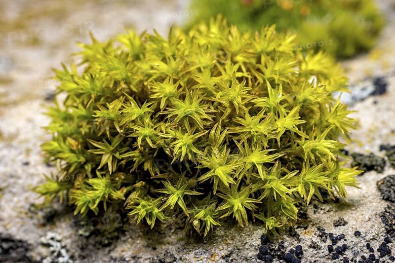 A close-up of green moss on a stony surface, surrounded by lichens, The deciduous moss (Niphotrichum)