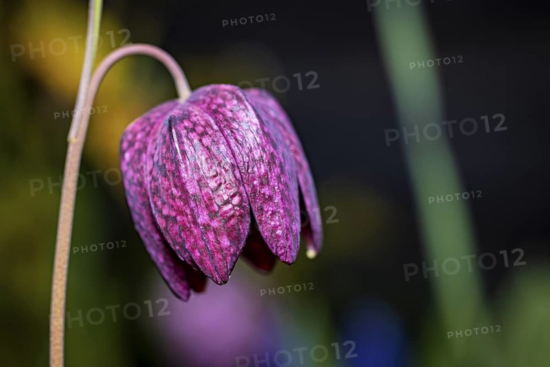 Close-up of a purple chess flower against a blurred background, The flower of the chess flower (Fritillaria meleagris)