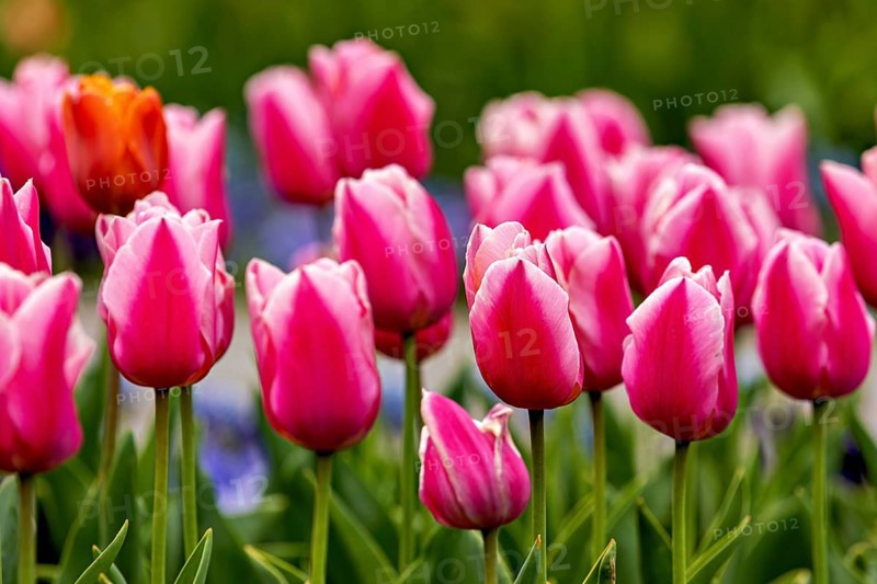 Delicate pink tulips in a harmonious spring meadow, The blooming tulips (Tulipa) in spring