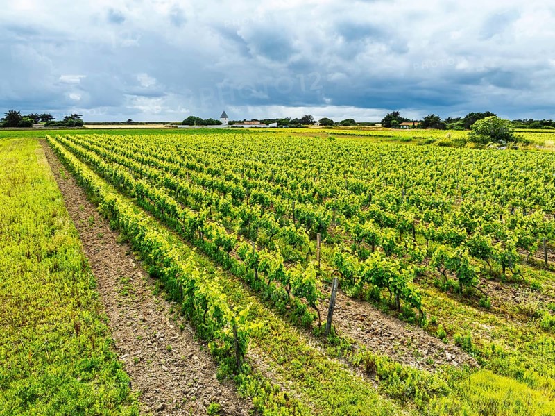 Fields and Grape plantations from a drone, Saint-Clement-des-Baleines, Atlantic, France