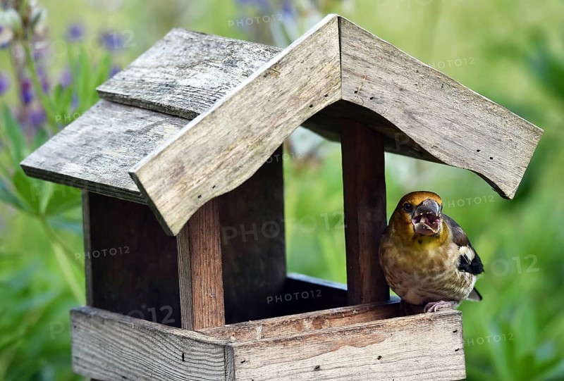 Hawfinch (Coccothraustes coccothraustes) Chicks at the birdhouse