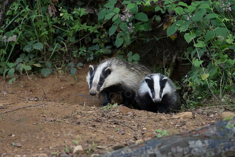 Badger (Merles merles) on a building site, Wittlich, Rhineland-Palatinate, Germany