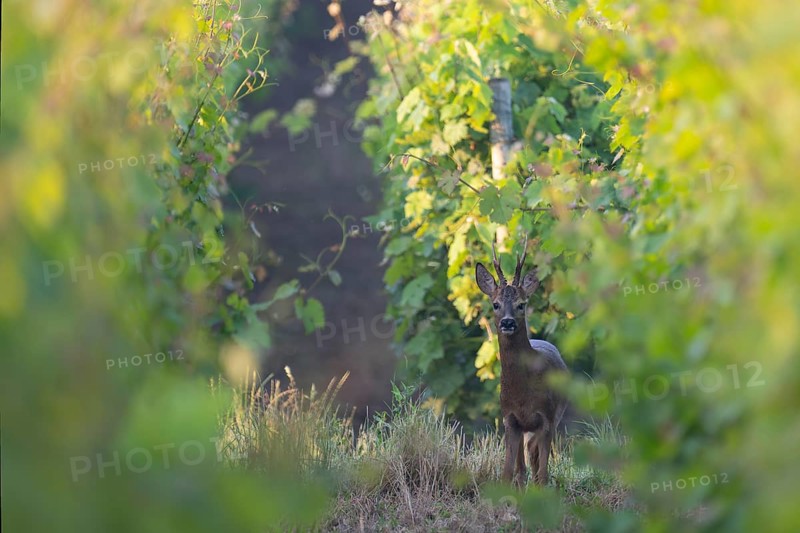 Roebuck in the vineyard in summer, Wittlich, Rhineland-Palatinate, Germany